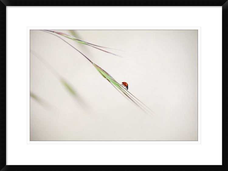 "Untitled" Framed Digital Print by Anna Cseresnjes, 30x22"