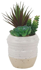 Succulent Mix In Two Tone Ceramic Mix