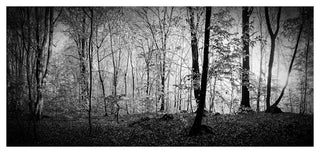 Morning in Thick Fall Forest, Large landscape Canvas Art Print, 60"x28"