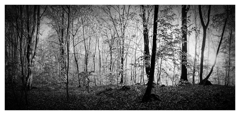 Morning in Thick Fall Forest, Large landscape Canvas Art Print, 60"x28"