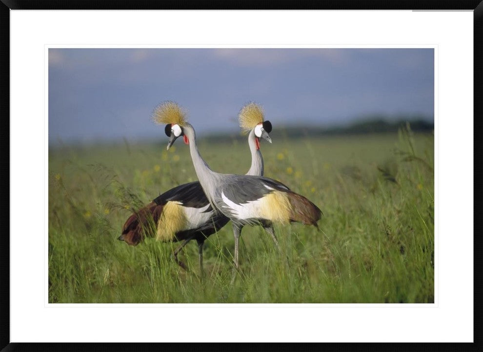Grey Crowned Crane Couple Courting, Masai Mara National Reserve, Kenya, 36"x26"