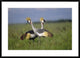 Grey Crowned Crane Couple Courting, Masai Mara National Reserve, Kenya, 36"x26"