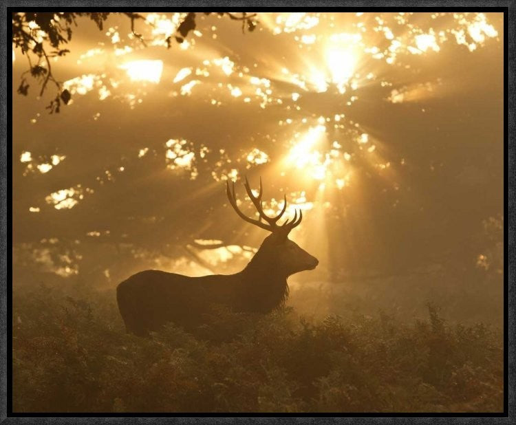 "Ghost Of The Forest" Framed Canvas Giclee by Greg Morgan, 17x14"