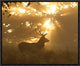 "Ghost Of The Forest" Framed Canvas Giclee by Greg Morgan, 17x14"