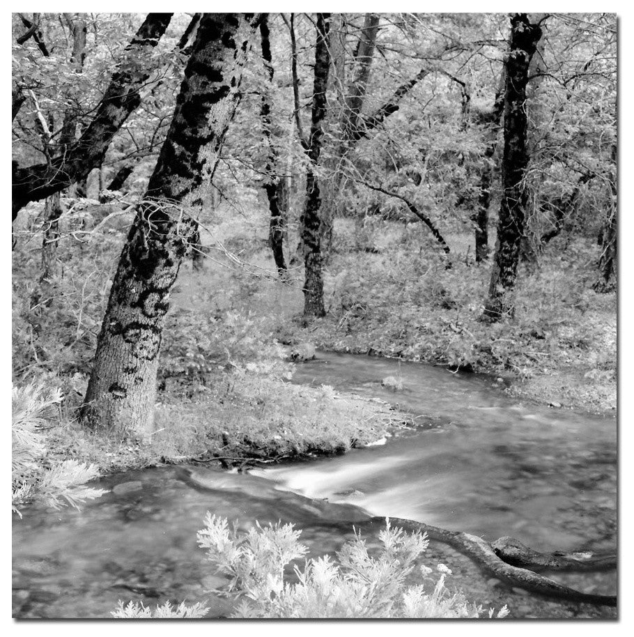 'Yosemite' Canvas Art by Preston