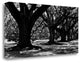 "Majestic Oaks I" By Jeff Maihara, Giclee Print on Gallery Wrap Canvas