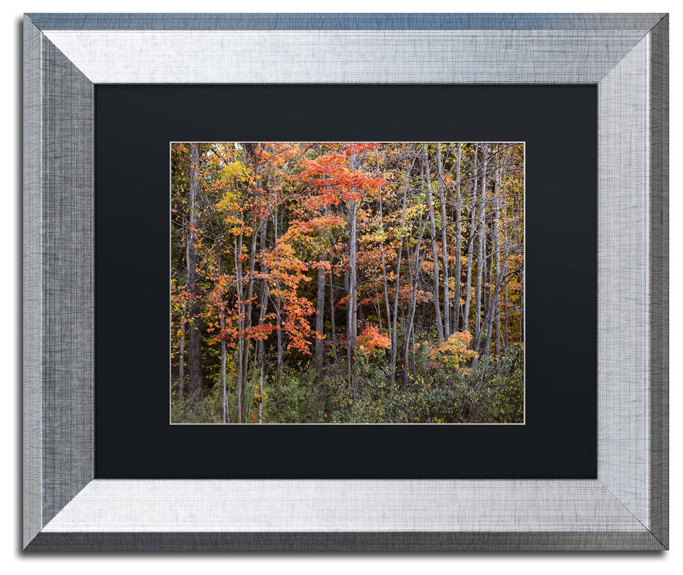 Jason Shaffer ''Autumn Tree Line'', Silver Frame, Black Mat, 14x11