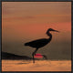 "Little Egret silhouetted at sunset, Africa"  by Tim Fitzharris, 19x19"