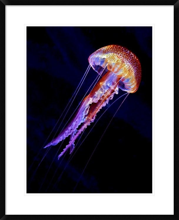 "Jellyen" Framed Digital Print by Henry Jager, 26"x32"