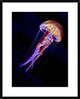 "Jellyen" Framed Digital Print by Henry Jager, 26"x32"