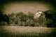 Abandoned Barn In The Trees Vintage Framed Photo Paper Wall Art Prints, Red Oak, 18" X 24"