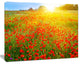 Beautiful Sunshine over Poppy Fields, Floral Canvas Art print, 20"x12"