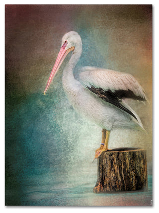 Jai Johnson 'Perched Pelican' Canvas Art, 24 x 18