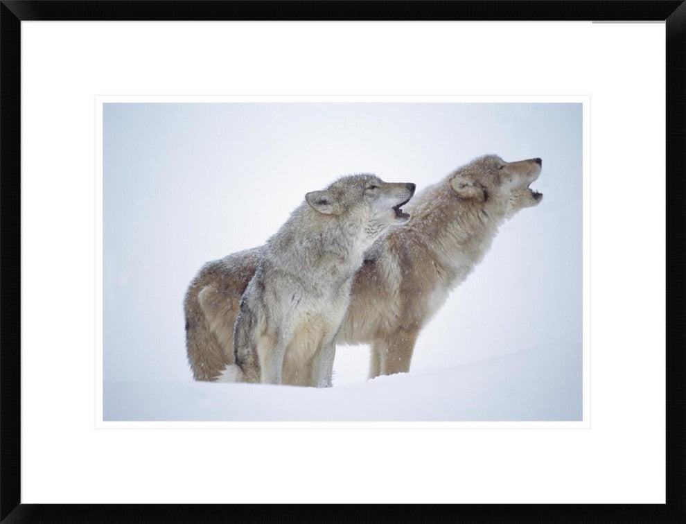 Timber Wolves Close-Up Portrait Of Pair Howling In Snow, North America, 24"x18"