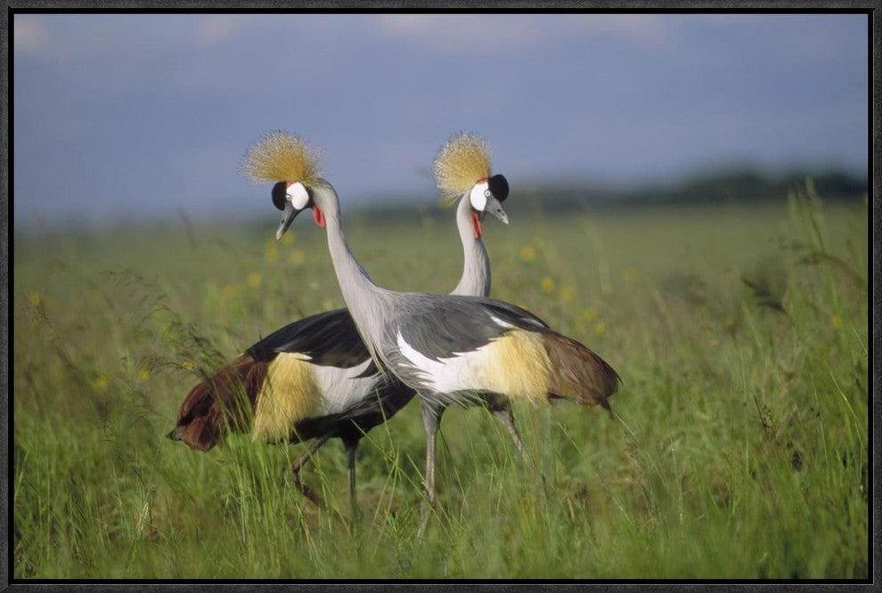 Grey Crowned Crane Couple Courting, Masai Mara National Reserve, Kenya, 24"x16"