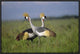 Grey Crowned Crane Couple Courting, Masai Mara National Reserve, Kenya, 24"x16"