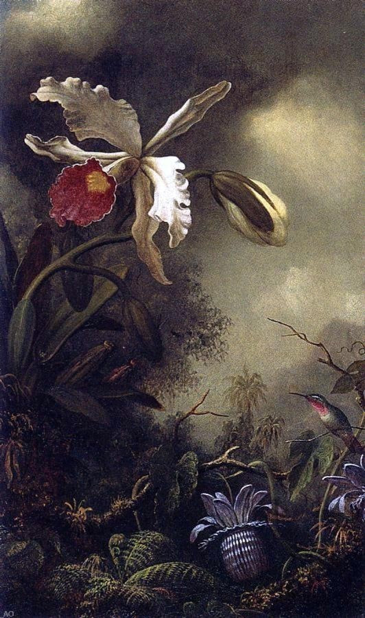 Martin Johnson Heade White Orchid and Hummingbird Gallery Wrapped Canvas Print