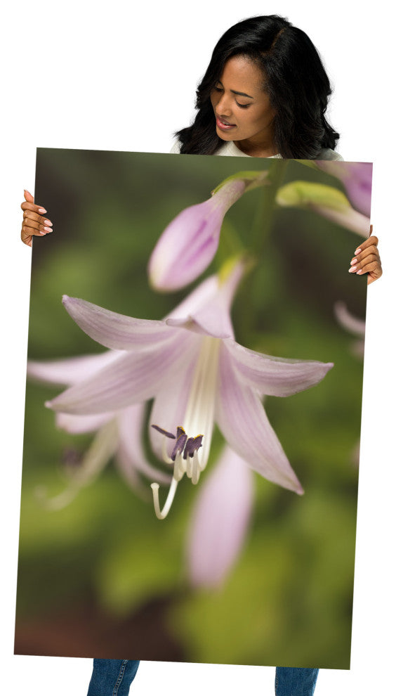 Softened Hosta Bloom Nature Photography, Floral Unframed Wall Art Print, 24" X 36"