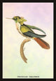 Hummingbird: Trochilus Chalybeus - Fine Art Giclee Print 24" x 36"
