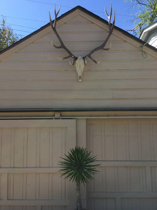 Elk European Mount