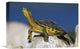 "Yellow-Bellied Slider Turtle, Portrait, On Rock, North America" Artwork