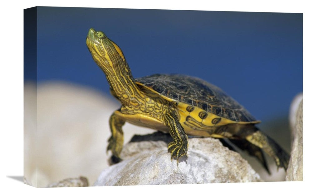 "Yellow-Bellied Slider Turtle, Portrait, On Rock, North America" Artwork