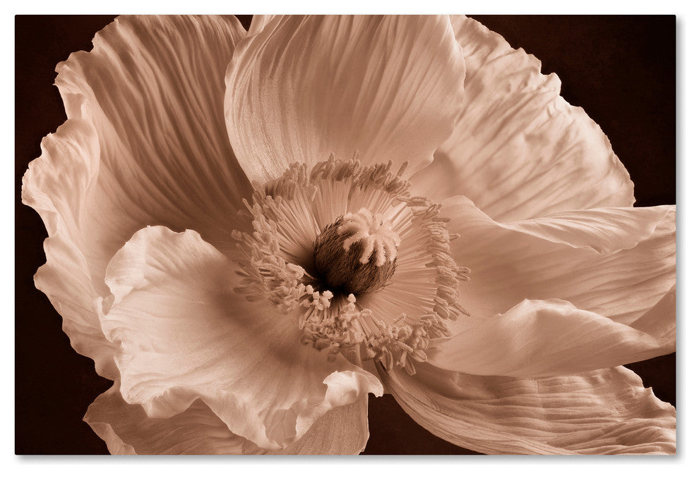 Cora Niele 'Sepia Poppy I' Canvas Art