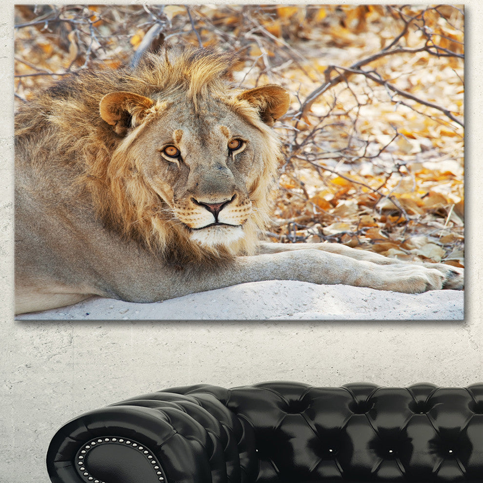 Solitary Lion Taking Rest in Forest, African Canvas Art Print, 40"x30"