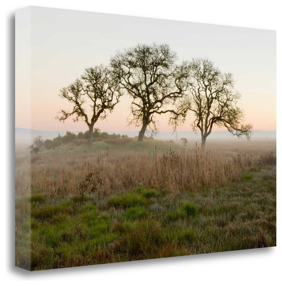 "Oak Tree - 31" By Alan Blaustein, Giclee Print on Gallery Wrap Canvas
