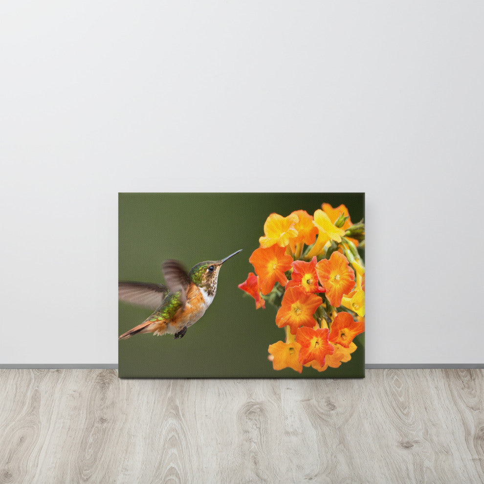 Hummingbird Little Yellow-Orange Flowers Wildlife Photo Canvas Wall Art Prints, 18" X 24"