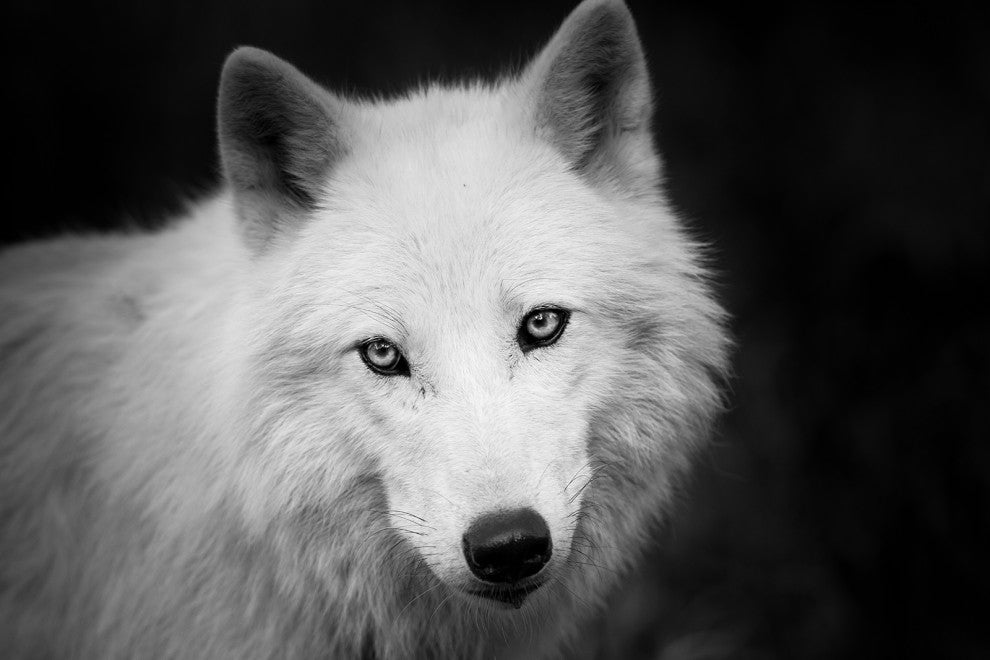 Black and White Portrait of White Wolf In The Forest Loose Wall Art Print, 8" X 10"