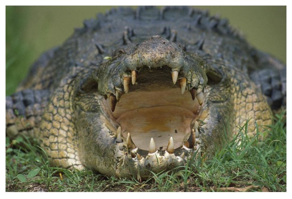 "Saltwater/Estuarine Crocodile, open mouth, Australia" Paper Art, 62"x42"