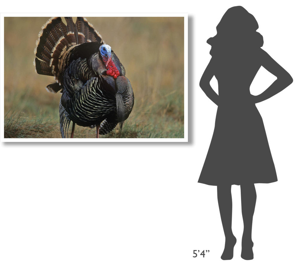 "Wild Turkey male, North America" Digital Paper Print by Tim Fitzharris, 50"x34"