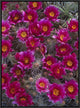 "Grizzly Bear Cactus in bloom, North America"  by Tim Fitzharris, 19x25"