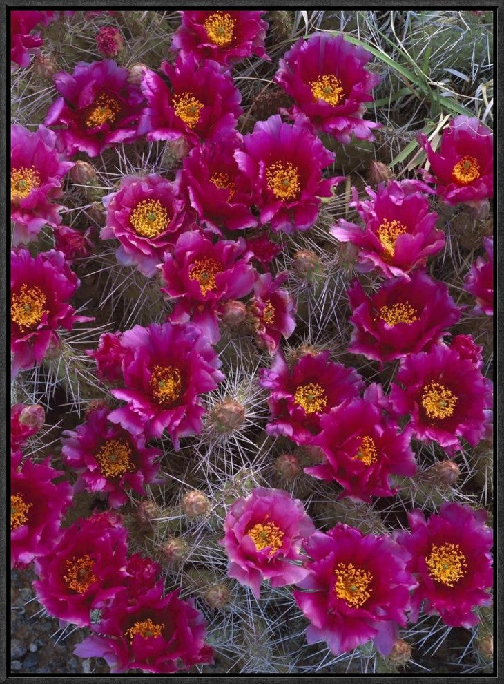 "Grizzly Bear Cactus in bloom, North America"  by Tim Fitzharris, 19x25"