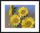 "Common Sunflower and Asters, North America"  by Tim Fitzharris, 32x26"