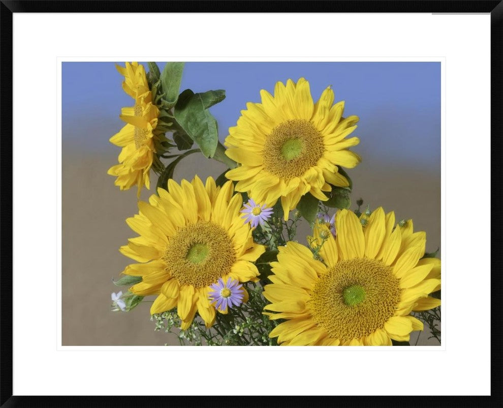 "Common Sunflower and Asters, North America"  by Tim Fitzharris, 32x26"