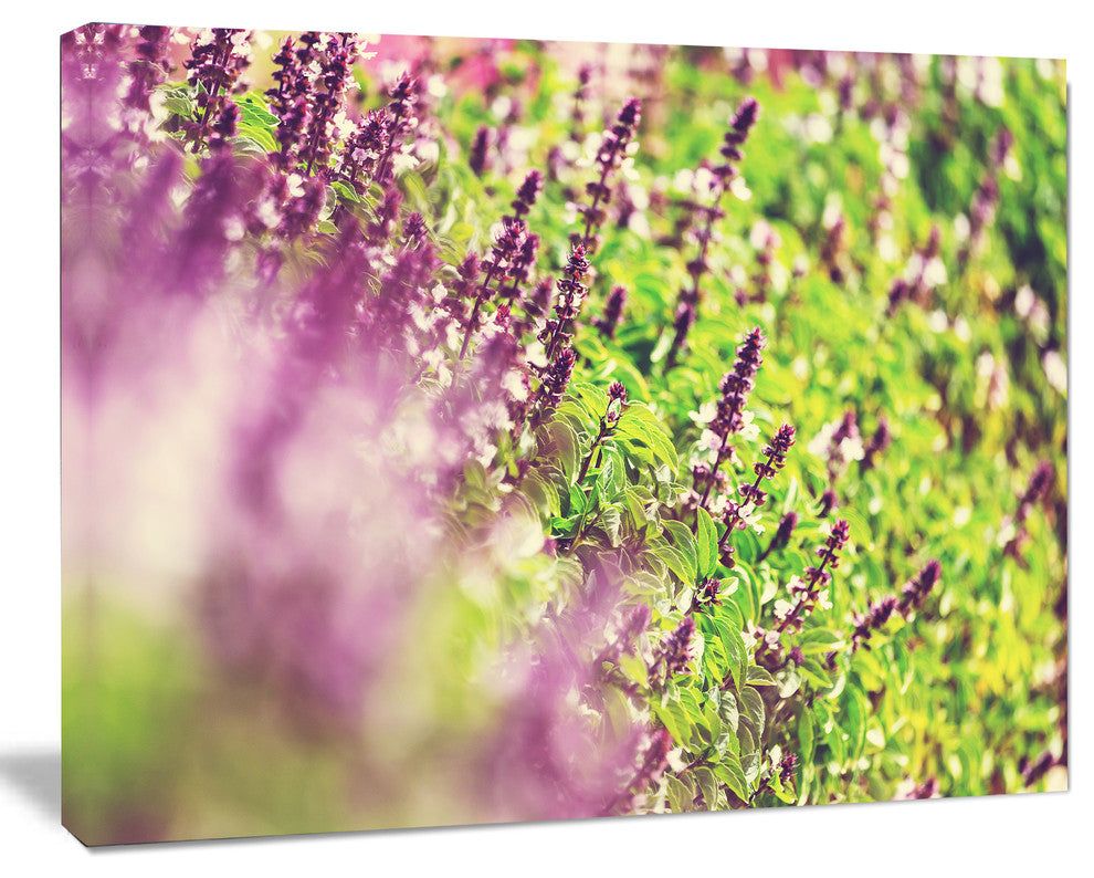 Beautiful Mint Flowers in Garden, Floral Canvas Art Print, 40"x30"