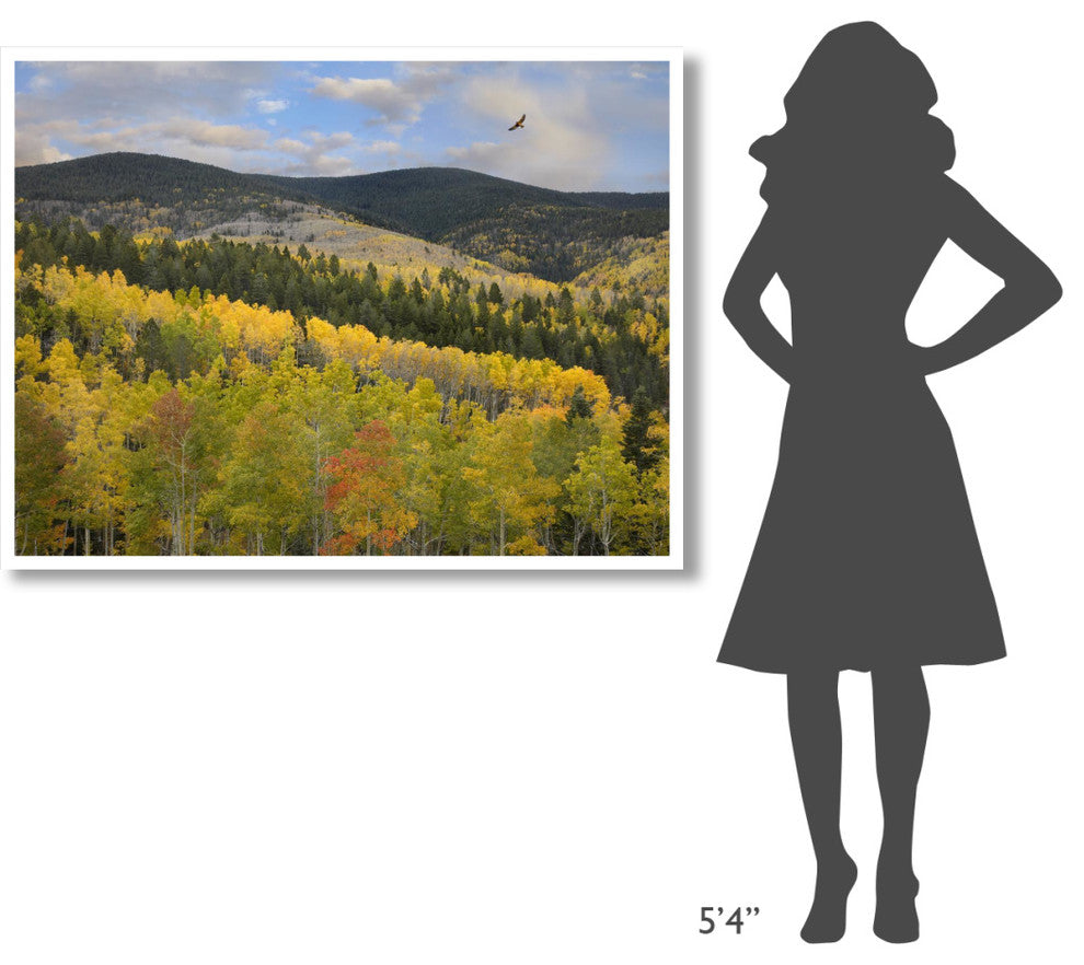 "Cooper's Hawk, Santa Fe Forest, Sangre de Cristo Mountains" Paper Art, 50"x38"