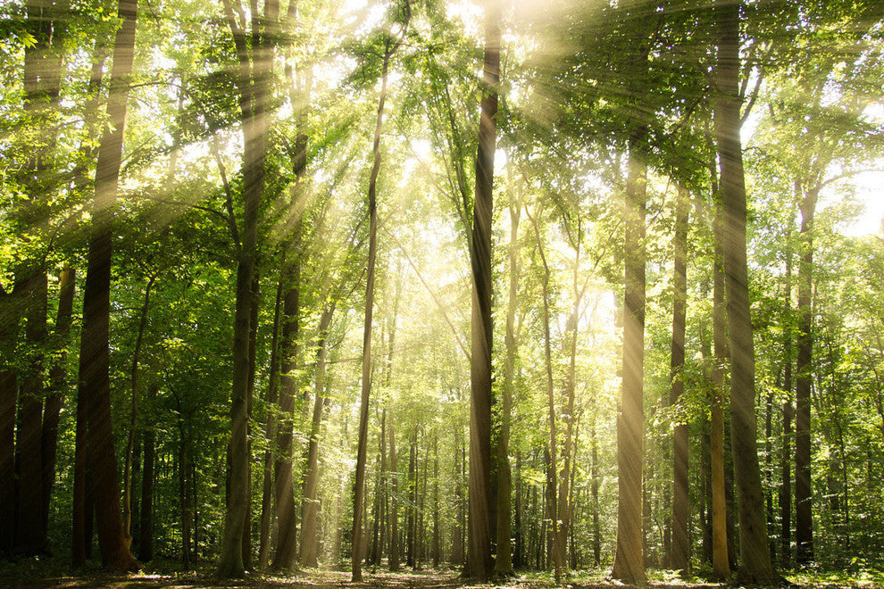 Sun Rays Through Treetops Landscape Photo Unframed Wall Art Print, 24" X 36"