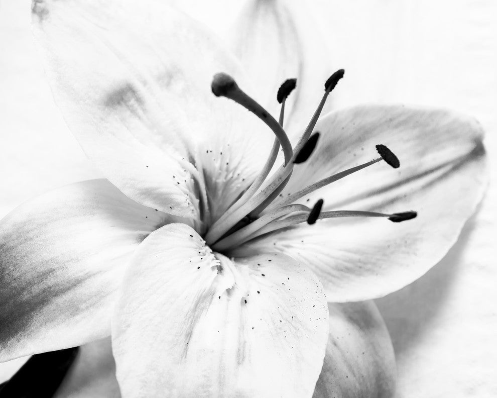 Grey Floral Canvas: High-key Lily Floral Nature Photo Wall Art Print, 18" X 24"