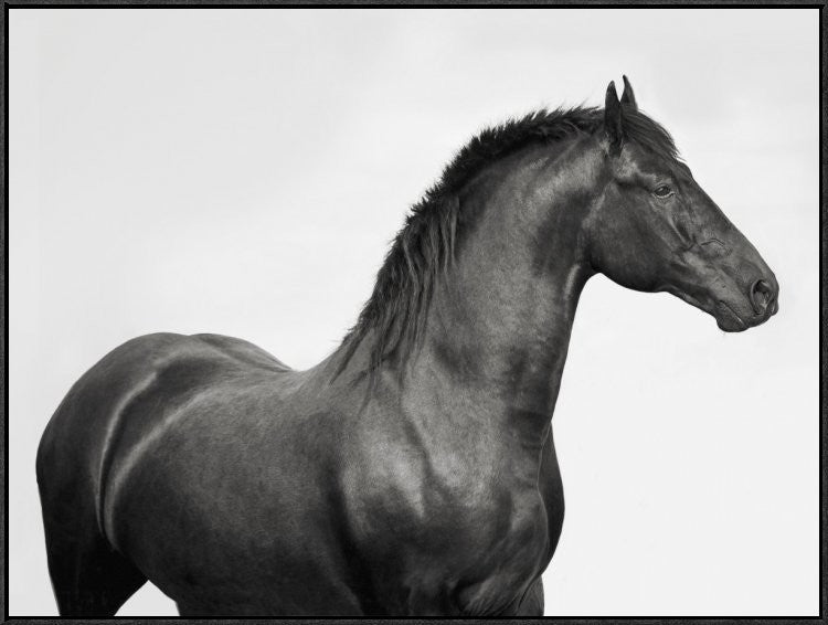 "King Mamba, Stallion" Framed Canvas Giclee by Pangea Images, 41x31"