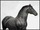 "King Mamba, Stallion" Framed Canvas Giclee by Pangea Images, 41x31"