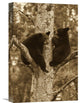 "Black Bear Two Cubs In Tree, Orr, Minnesota" Artwork, 12" x 18"