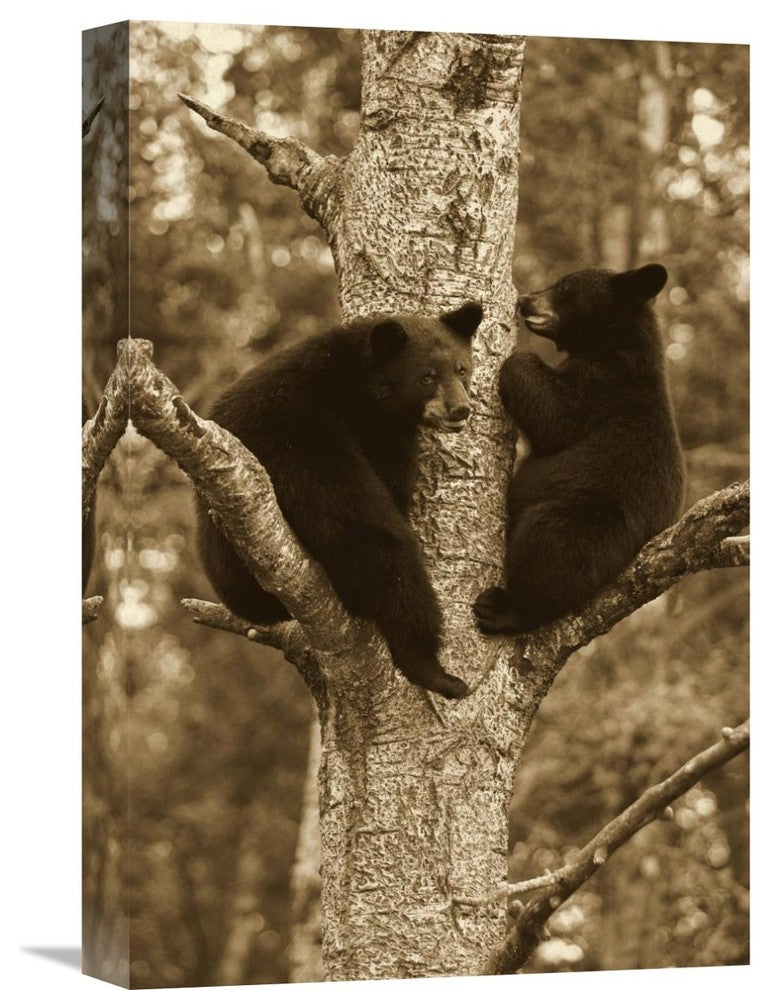 "Black Bear Two Cubs In Tree, Orr, Minnesota" Artwork, 12" x 18"