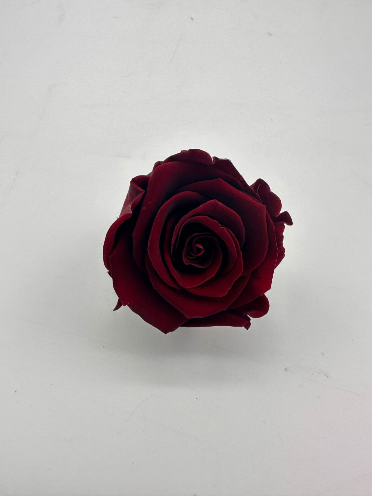 Regular Preserved Roses, Set of 8, Burgundy