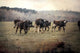 36x24 Greet II, Unframed Artwork