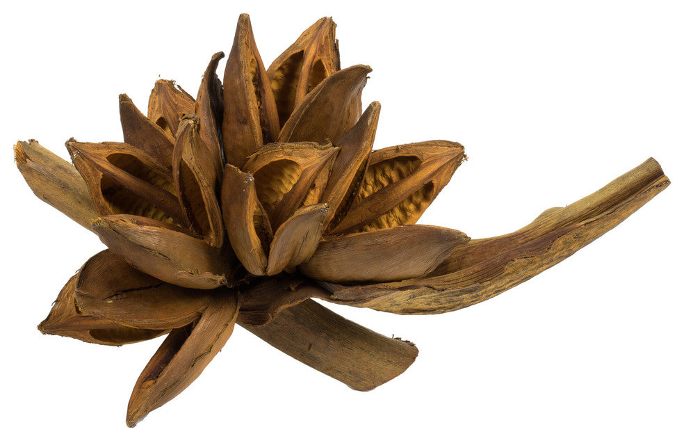 Vickerman H2Sta725 6" Aspen Gold Star Pod, 1 Piece, Dried