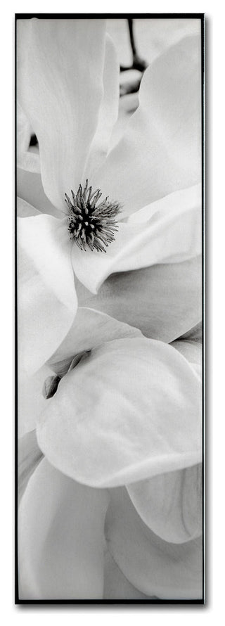 Alan Blaustein 'Magnolia I' Canvas Art, 8x24