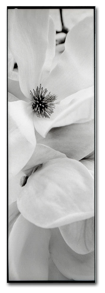 Alan Blaustein 'Magnolia I' Canvas Art, 8x24